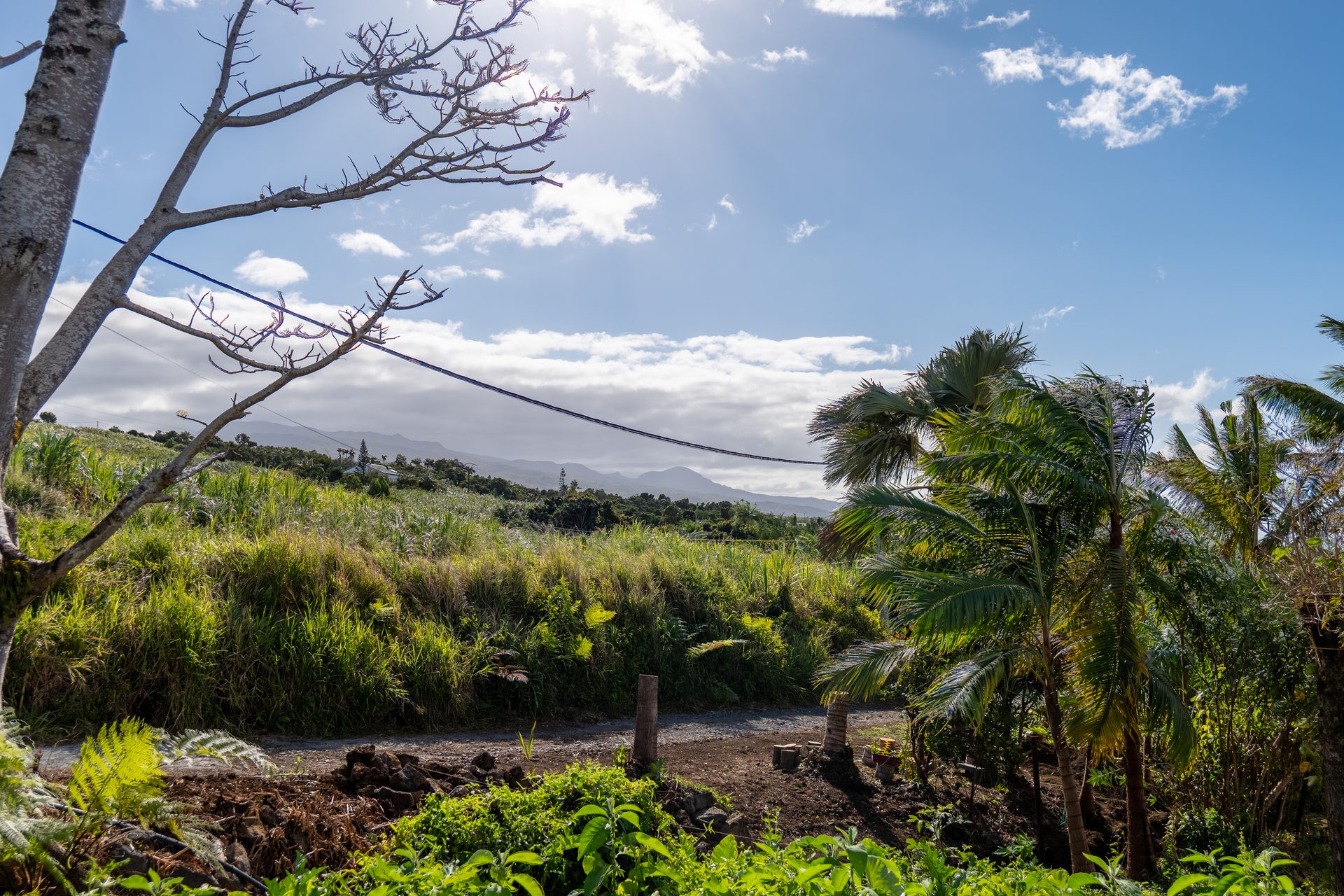 Champs de canne à sucre montant vers les Hauts, côte est de La Réunion